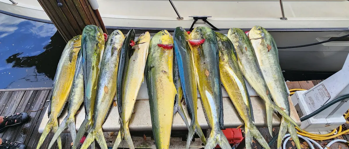 A full spread of mahi mahi laid out on the dock beside the Gradyful sportfishing boat